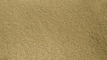 paddy seed rice backgroundの写真素材