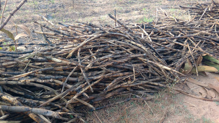 Bundle of Dried sugarcaneの写真素材