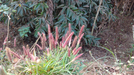 grassの写真素材