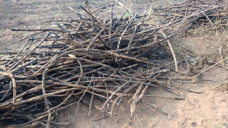 Bundle of Dried sugarcaneの写真素材