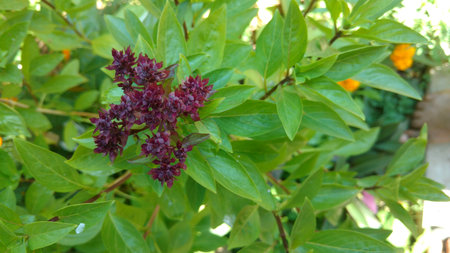 Basil, ocimum basilicum, basil flower, holi basilの写真素材