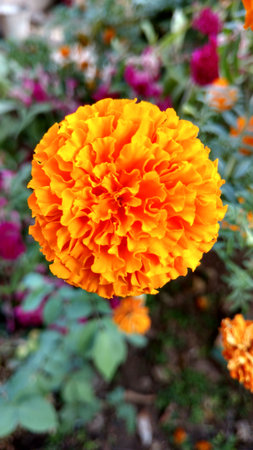 marigold flower or tagetesの写真素材