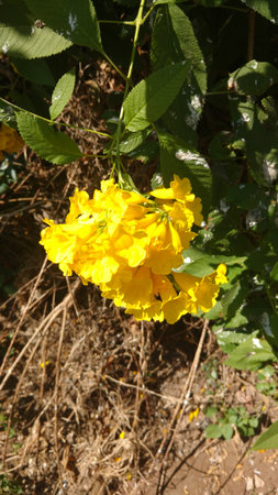 Tacoma stans,yellow elders,trumpet flowers in a sunny dayの写真素材