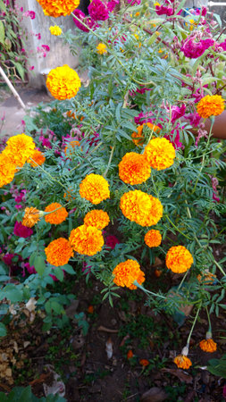 marigoldの写真素材