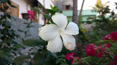 Hibiscus flowers, hibiscus, rose mallowの写真素材