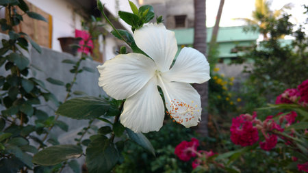 Hibiscus flowers, hibiscus, rose mallowの写真素材