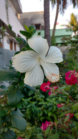 Hibiscus flowers, hibiscus, rose mallowの写真素材