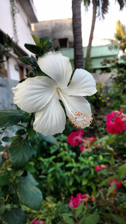 Hibiscus flowers, hibiscus, rose mallowの写真素材