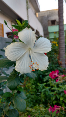 Hibiscus flowers, hibiscus, rose mallowの写真素材