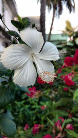 Hibiscus flowers, hibiscus, rose mallowの写真素材