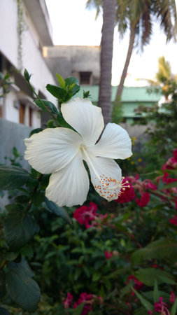 Hibiscus flowers, hibiscus, rose mallowの写真素材