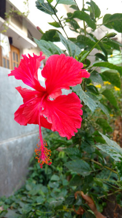 Hibiscus flowers, hibiscus, rose mallowの写真素材