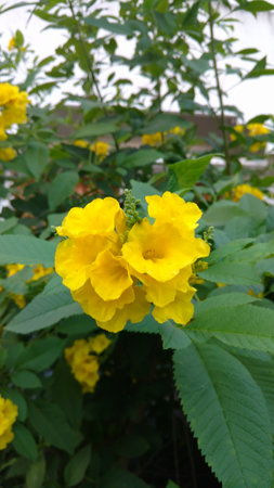 Tacoma stans,yellow elders,trumpet flowers,の写真素材