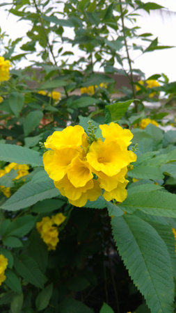 Tacoma stans,yellow elders,trumpet flowers,の写真素材