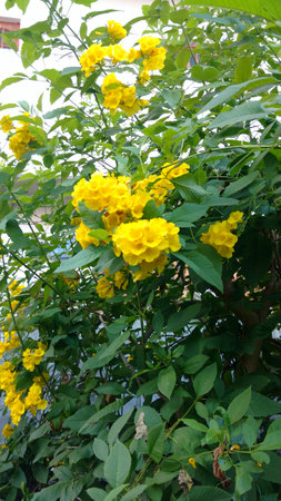 Tacoma stans,yellow elders,trumpet flowers,の写真素材