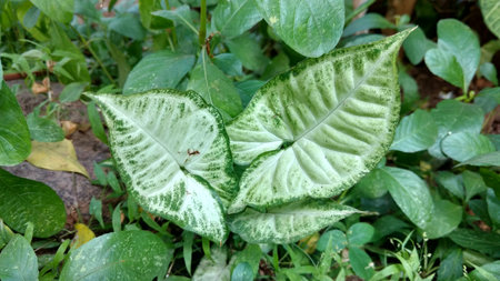 croten or syngonium podophyllumの写真素材