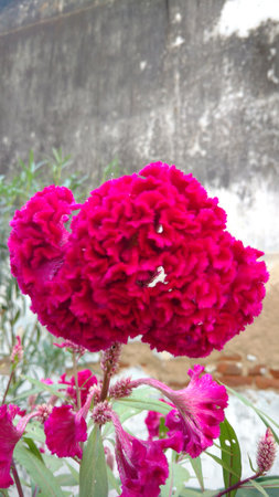 Cockscomb, Chinese Wool Flower, Celosia argentea