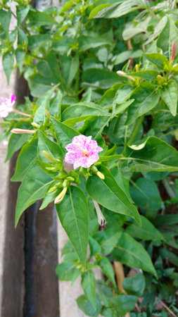 Four O'clock flower, Marvel of peru, Mirabilis Jalapa.の写真素材