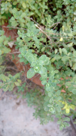 oregano or origanum marjoramの写真素材