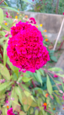 Cockscomb, Chinese Wool Flower, Celosia argenteaの写真素材