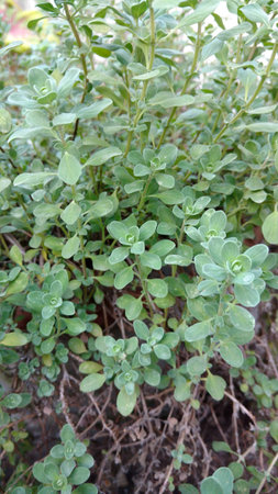 oregano or origanum marjoramの写真素材