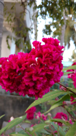 Cockscomb, Chinese Wool Flower, Celosia argenteaの写真素材