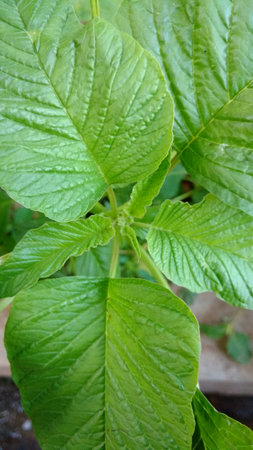 Indian amaranthus closeupの写真素材
