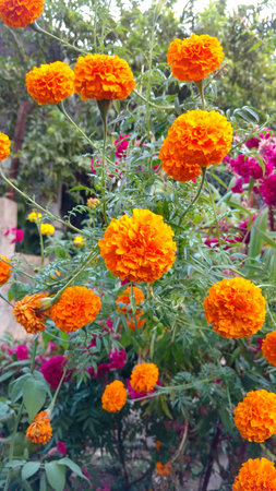 marigoldの写真素材