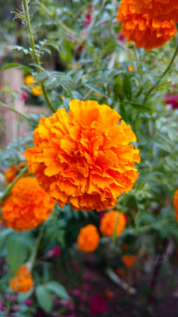 marigoldの写真素材