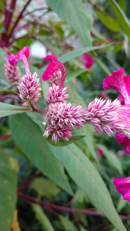 Cockscomb, Chinese Wool Flower, Celosia argenteaの写真素材