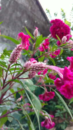 Cockscomb, Chinese Wool Flower, Celosia argenteaの写真素材