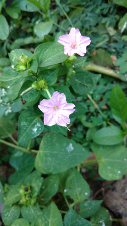 Four O'clock flower, Marvel of peru, Mirabilis Jalapa.の写真素材