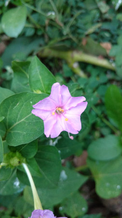 Four O'clock flower, Marvel of peru, Mirabilis Jalapa.の写真素材