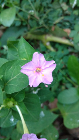 Four O'clock flower, Marvel of peru, Mirabilis Jalapa.の写真素材