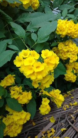 Tacoma stans,yellow elders,trumpet flowers,の写真素材