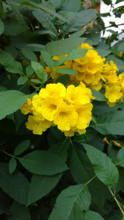 Tacoma stans,yellow elders,trumpet flowers,の写真素材