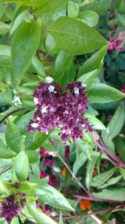 Basil, Ocimum basilicumの写真素材