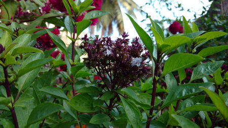 Basil, Ocimum basilicumの写真素材