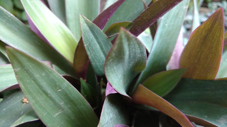 oyster plant or tradescantia or rhoeo discolorの写真素材