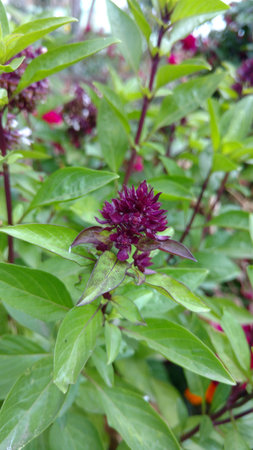 Basil, Ocimum basilicumの写真素材