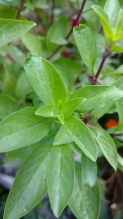 Basil, Ocimum basilicumの写真素材