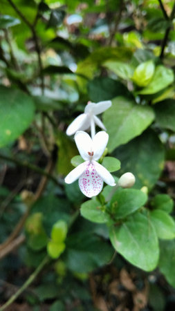 pseuderanthemum andersoniの写真素材