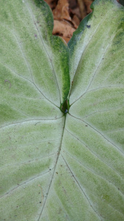 croten or elephant ear leaf closeupの写真素材