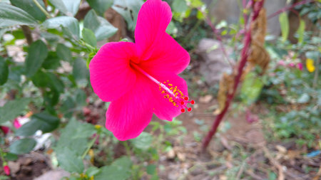 Hibiscus flowers, hibiscus, rose mallowの写真素材