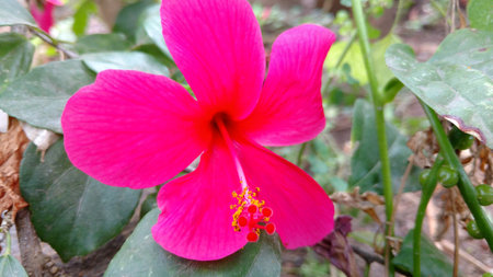Hibiscus flowers, hibiscus, rose mallowの写真素材