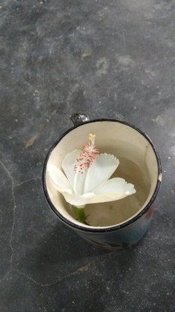 Hibiscus flowers, hibiscus, rose mallowの写真素材