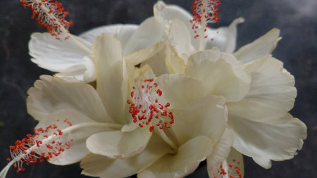 Hibiscus flowers, hibiscus, rose mallowの写真素材