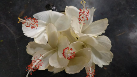 Hibiscus flowers, hibiscus, rose mallowの写真素材