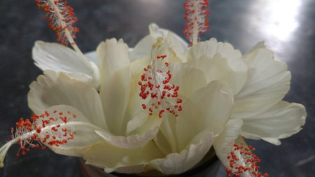 Hibiscus flowers, hibiscus, rose mallowの写真素材