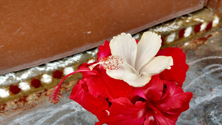 Hibiscus flowers, hibiscus, rose mallowの写真素材